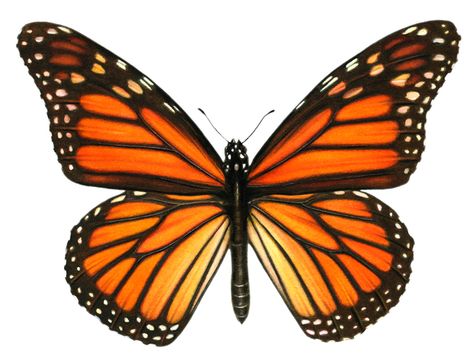 Monarch Tattoo, Monarch Butterfly Tattoo, Butterfly Illustration, Orange Butterfly, Butterfly Pictures, Butterfly Drawing, Butterfly Painting, Scientific Illustration, Macro Photos