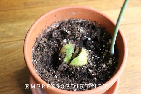 How to Grow an Avocado from Seed (Easy Method) | Empress of Dirt Starting Avocado From Seed, Grow Avocado From Seed, Growing Avocados, Avocado From Seed, Avocado Plant From Seed, Avocado Seed Growing, Crab Rangoons, Mango Plant, Avocado Trees