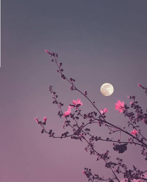 Purple Flowers Wallpaper, Night Sky Photography, Flowers Photography Wallpaper, Moon Photography, 背景 シンプル, Photography Wallpaper, Pretty Wallpapers Backgrounds, Dreamy Art, Landscape Wallpaper