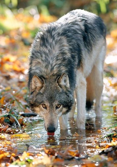 Photography Animals, Wolf Photos, Gray Wolf, Wolf Love, Wild Wolf, Wolf Pictures, Wolf Spirit, Beautiful Wolves, Majestic Animals