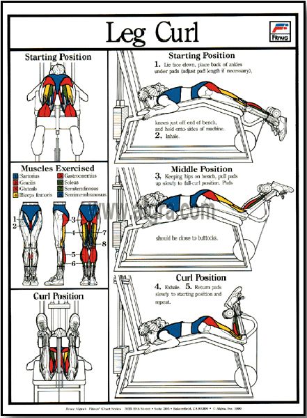 Leg Curl Poster | by Bruce Algra Curl Workout, Workout Charts, Muscle Groups To Workout, Leg Curl Machine, Study Info, Tight Hip Flexors, Hiking Workout, Weight Lifting Workouts, Hip Flexors