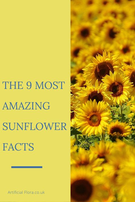 Different Kinds Of Sunflowers, Facts About Sunflowers, Sunflower Facts, Tall Sunflowers, Meaning Of Sunflower, Flower Healing, Garden Core, Sunflower Festival, Types Of Sunflowers