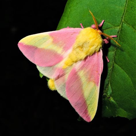 Moths pick up the night shift | Chesapeake Bay Program Moth Wings Costume, Getting Rid Of Moths, Goth Moth, Poodle Moth, Types Of Moths, Leopard Moth, Maple Moth, Cecropia Moth, Pink Moth