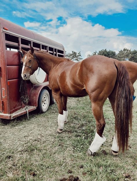 Barrel Horses, Blue Roan Barrel Horse, Red Roan Horse Tack Colors, Western Reining Horse, Bay Horse Western, Bay Horses In Western Tack, Bling Horse Tack, Cute Horse Pictures, Cute Baby Cow