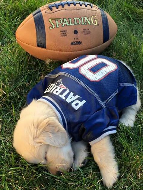 Petriots Go Pats, England Sports, New England Patriots Football, Patriots Fans, Patriots Football, Flag Football, Cute Animal Pictures, New England Patriots, Facebook Page