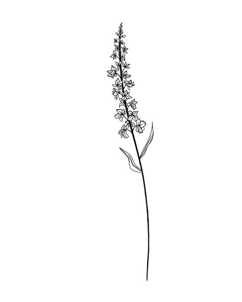 July Flower Drawing, Fineline Larkspur Tattoo, July Spine Tattoo, Birth Flower Drawings, Larkspur Flower Drawing, Flower Tattoo Larkspur, Larkspur Drawing, July Birth Flower Tattoo Larkspur, Birth Flower July