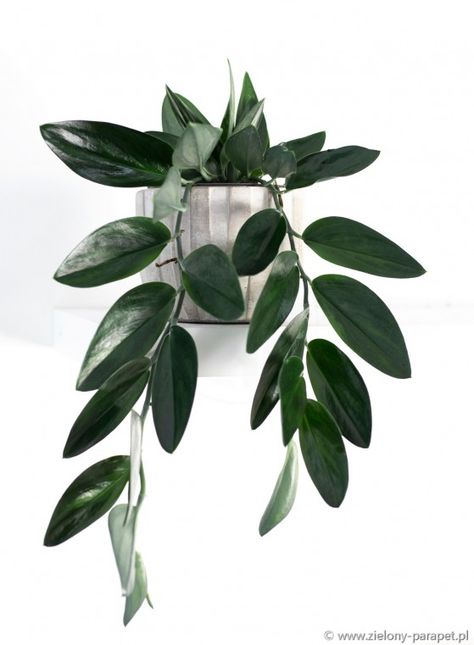 Sansevieria Plant, Hanging Plants Indoor, Balcony Plants, Plant Lady, Water Plants, Outdoor Plants, Hanging Plants, Indoor Plants, House Plants