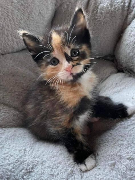 Cat Pictures Cute, Calico Cats, Dream Pet, Cute Small Animals, Cats Photos, Gorgeous Cats, Puppies And Kitties, Kitty Meow, Silly Cats Pictures