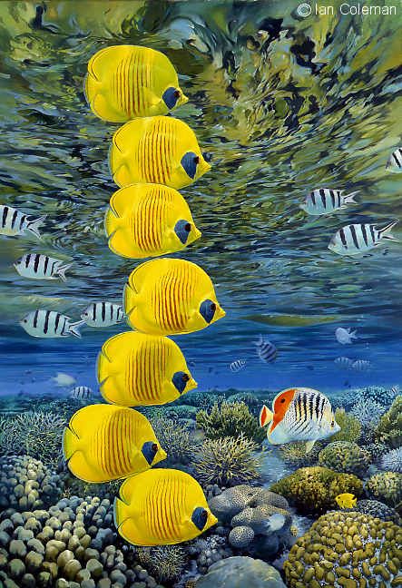 Aquarium Live Wallpaper, Beautiful Tropical Fish, Underwater Wallpaper, Fish Background, Life Under The Sea, Yellow Fish, Underwater Animals, Live Hd, Beautiful Sea Creatures