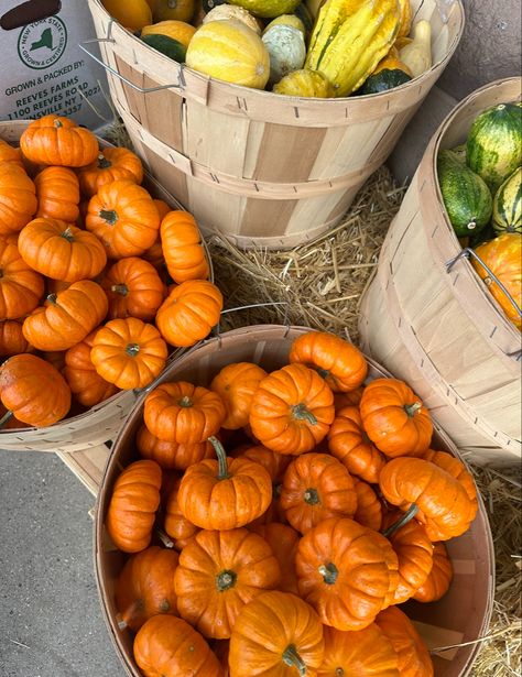 basket of pumpkins, fall aesthetic, ornage pumpkins Fall Aesthetic Orange, Homestead Inspiration, Mood 2024, Comfy Fall Outfits, Aesthetic Orange, Fall Stuff, Fall Yall, Pumpkin Picking, Girls Pin