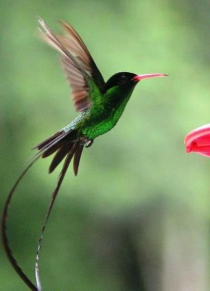 Jamaica's National Bird - Doctor Bird Jamaica National Bird, Doctor Bird Tattoo Jamaican, Doctor Bird Tattoo, Jamaican Symbols, Caribbean Paintings, Jamaica Facts, Doctor Bird, Jamaican Art, Bee Hummingbird