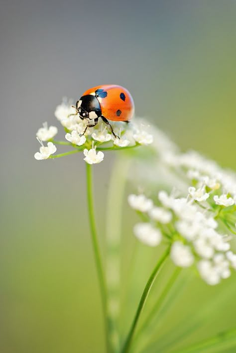 Lady Beetle, A Ladybug, 강아지 그림, Beautiful Bugs, Creepy Crawlies, Bugs And Insects, A Lady, Lady Bug, Beautiful Butterflies