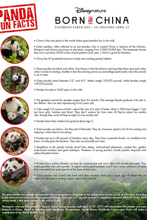 Panda Facts For Kids, Thrilling Thursday, Fact Video, China Facts, Panda Habitat, Panda Facts, Inquiry Project, Panda Day, China Movie