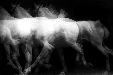 Étienne-Jules Marey (1830 – 1904) - The Study of Movement Movement Photography, Eadweard Muybridge, Animal Movement, Motion Photography, Fotografi Digital, Multiple Exposure, History Of Photography, Past Present Future, Gcse Art