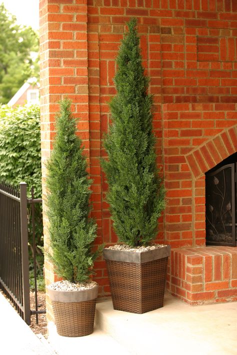 Classic cedars in square planters.  D&W Silks Cedar Plant, Front Door Planters, Tall Shrubs, Square Basket, Privacy Plants, Front Gardens, Cedar Tree, Topiary Garden, Garden Vases