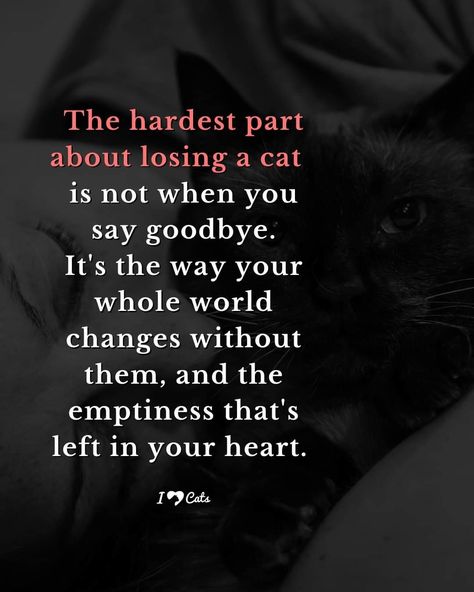 Kitty Memorial, Miss My Cat, Sympathy Wishes, I Miss My Cat, Cat Lover Quote, Cat Stain, Pet Cemetery, Pet Remembrance, Pet Ideas