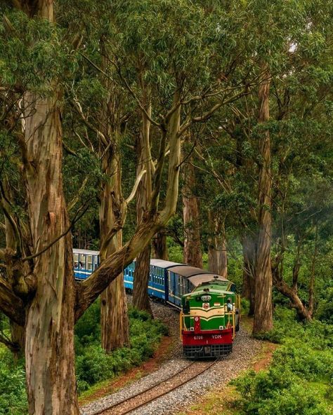 Tamilnadu Tourism on Instagram: “😍 There are always a few things in our lives that we enjoy, all through our childhood to way later. For most Indians, and people who have…” Ooty Hill Station, Humayun’s Tomb, Bodh Gaya, World Elephant Day, Android Wallpaper Dark, Eucalyptus Trees, Indian Railways, Eucalyptus Tree, Western Ghats