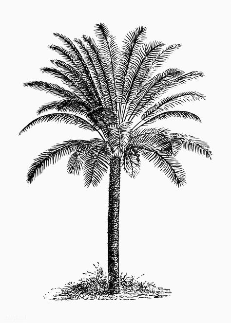 Palm tree illustration vector | free image by rawpixel.com Palm Tree Clip Art, Vintage Palm Tree, Palm Tree Drawing, Palm Tree Vector, Plant Vector, Tropical Tree, Tree Illustration, Illustration Vintage, Tree Free