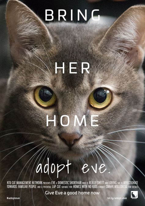 We're trying to put this delightful 1yo kitty up for adoption and so my university's cat welfare club made these movie posters Adoption Poster, Cat Captions, Photography Assignments, Dog Photoshoot, Cat Posters, Instagram Growth, Cat Adoption, Humane Society, Cat Photo