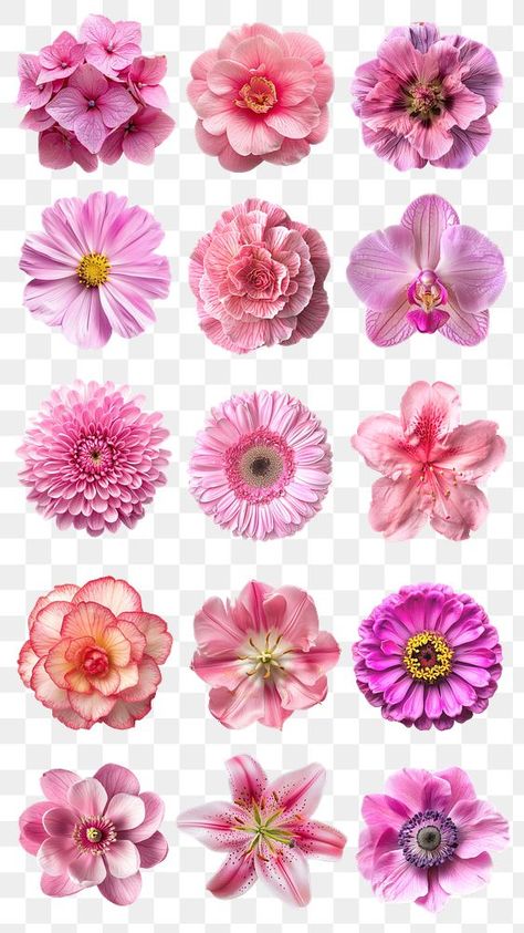 Flower Png Aesthetic, Pngs For Edits, Pink Flower Png, Png Flowers, Collage Elements, Sticker Png, Set Ideas, Awesome Designs, Backgrounds Free