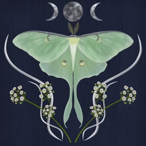 Luna Moth Symbolism, Moth Template, Moon Moth Tattoo, Maximalist Dark Academia, Luna Moth Art, Garden Clip Art, Luna Moth Tattoo, Moth Drawing, Moth Tattoo Design