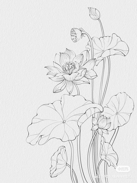 Korean Flower Drawing, Lotus Botanical Illustration, Camelia Painting, Lotus Flower Art Design, Spider Lily Sketch, Japanese Flower Drawing, Lotus Flower Sketch, Thailand Drawing, Lotus Line Art