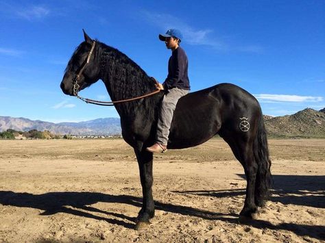 The Warlander is such a beautiful breed of horse. Crossed between an Iberian (Andalusian, Lusitano, or registered cross of the two) and a Friesian. Warlander Horse, Horse Coloring, The Two, Equestrian, Two By Two, Horses, Animals