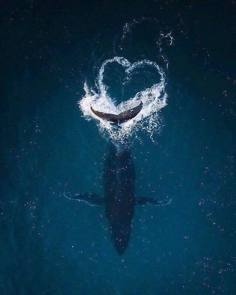 Animals Tattoo, Heart In Nature, Beautiful Sea Creatures, A Whale, Ocean Wallpaper, Humpback Whale, Marine Animals, Ocean Creatures, Ocean Animals