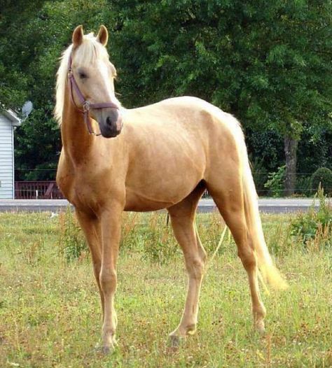 Light Brown Horse, Horse Stalls Diy, Palomino Horses, Brown Horses, Trail Horse, Hair Levels, Akhal Teke Horses, Horse Stall, Horse Photo