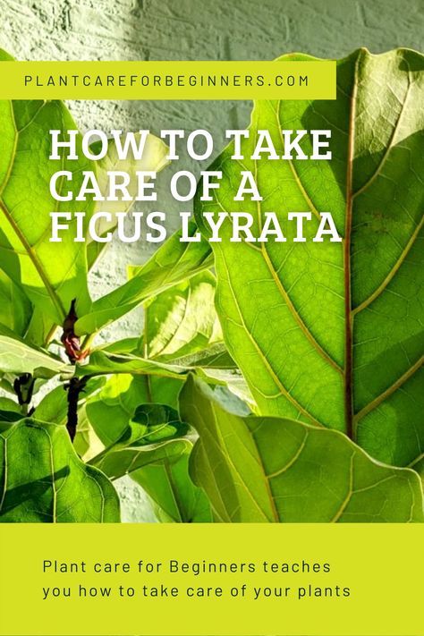 The Ficus Lyrata is a great plant to have around the house. With its large leaves and its tree-like trunk, it makes a big statement in any room of your house. In this plant care guide, we're going to look at how you can best take care of your Ficus Lyrata and how to help it thrive. How To Care For A Fiddle Leaf Plant, Ficus Umbellata Care, Ficus Lyrata Care, Ficus Elastica Care, Fiddle Leaf Fig Soil Mixture, Ficus Lyrata, Ficus Tree, Gardening 101, Plant Guide