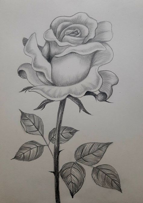 Valentine Sketches Art, Pencil Sketches Flowers, Drawing Ideas Flowers Pencil, Flower Sketches Simple Pencil, Pencil Art Drawings Flowers, Pencil Flower Drawings, Pencil Art Flowers, Pencil Sketches Creative Inspiration, Flowers Drawing Pencil