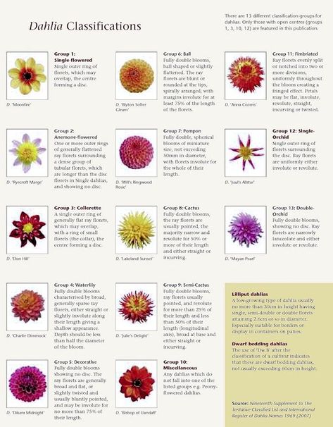 A GUIDE TO NORTHEASTERN GARDENING: This Month in the Garden: Plant Dahlias During Springtime for Late-Summer Blooms Different Types Of Dahlias, Types Of Dahlias Flower, Types Of Dahlias, Dahlia Types, Dahlia Planting Guide, Dahlia Flower Types, Dahlia Garden Ideas, Delilah Flower, Dahlia Flower Tattoos