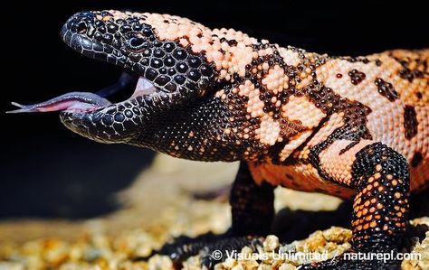 Gila Monster Gilla Monster, Monster Photo, Gila Monster, Monster Photos, Cute Reptiles, Komodo Dragon, Wild Creatures, Reptiles Pet, Types Of Animals