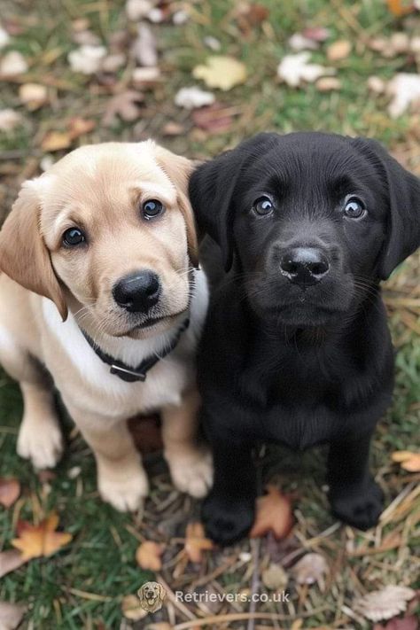 Labrador Nero, Lab Pups, Yellow Lab Puppy, Black Labrador Puppy, Basement Room, Black Labs Dogs, Dog Background, Black Labrador Dog, Labrador Puppies