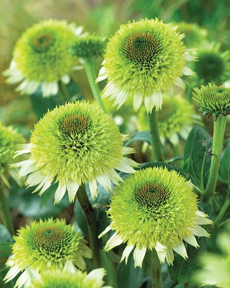 Echinacea Purpurea, Cut Flower Garden, White Gardens, Flower Farm, Dream Garden, Green Flowers, Anemone, Garden Planning, Garden And Yard