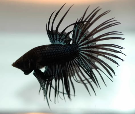 Black Betta Fish, Beta Fish Drawing, Betta Fish Tattoo, Types Of Betta Fish, Fish Fin, Betta Fish Types, Bestie Tattoo, Black Fish, Beta Fish