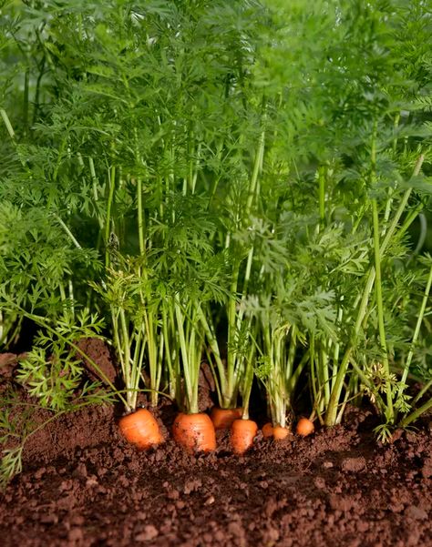 Growing Turnips, How To Plant Carrots, Carrot Gardening, Growing Carrots, Spring Crops, Succession Planting, Bush Beans, Growing Greens, Daucus Carota