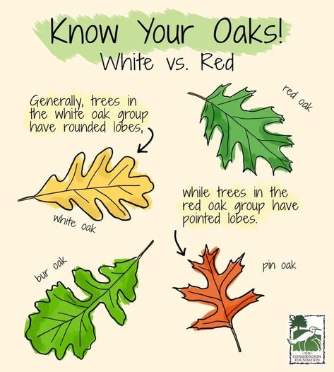 Tree Bark Identification, Tree Leaf Identification, Identifying Trees, Leaf Identification, Wild Food Foraging, Tree Id, Tree Identification, Nature School, Plant Identification