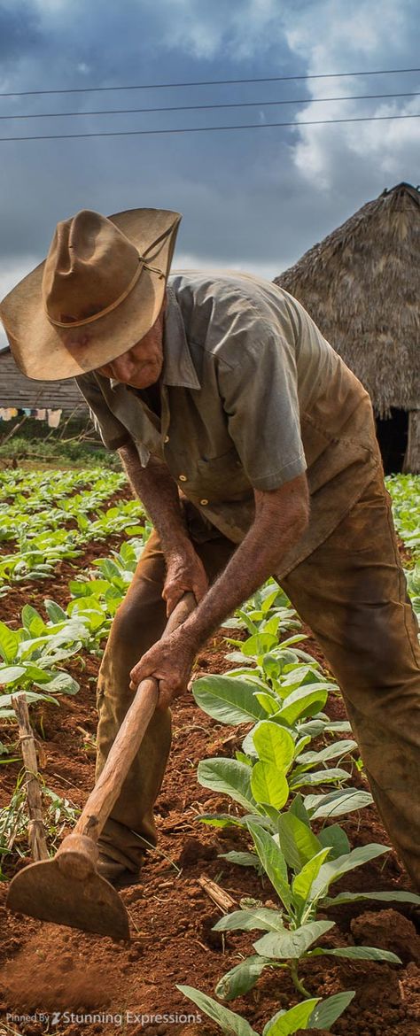 Tobacco Farmers in Vi�ales Town | Cuba Cuba Painting, Farmer Painting, Varadero Beach, Mexico People, Farmer Life, Cuba Photography, Puerto Rican Culture, Farm Lifestyle, Canvas Art Projects