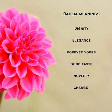 Dahlia Flower Tattoos, Dahlia Tattoo, Flower Tattoo Meanings, Dahlias Garden, Dahlia Flowers, Flower Meanings, Symbols And Meanings, Baby Witch, Language Of Flowers