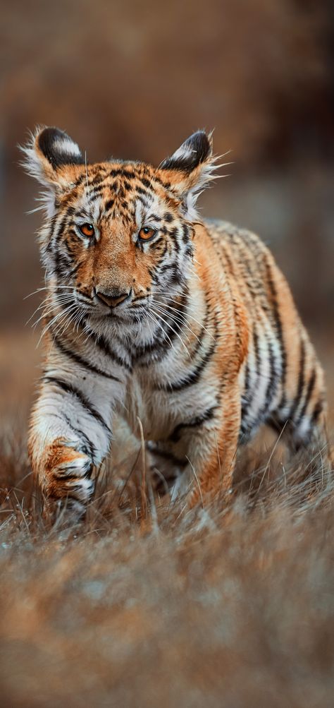 About Wild Animals Panthera Tigris, Cutee Animals, Cat Jokes, Tiger Pictures, Canvas Painting Tutorials, Animals Cute, Favorite Animal, Kitty Kitty, My Favorite Image