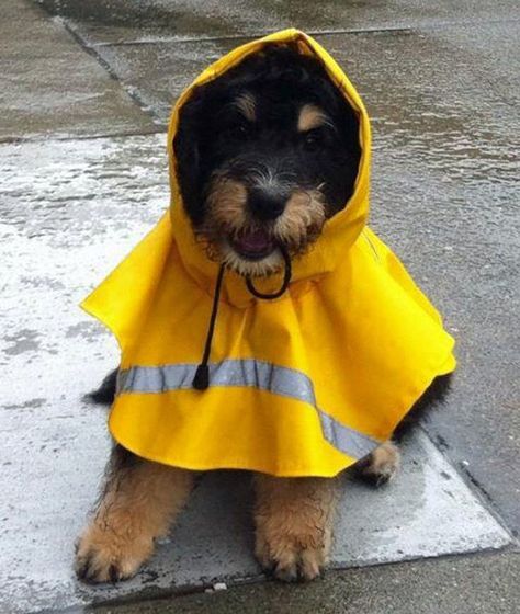 Prepared Pup Dog In Raincoat, Dog And Owner Costumes, Dog Rain Coat, Rain Love, Animal Clothes, I Love The Rain, Dog And Owner, About Rain, Love The Rain