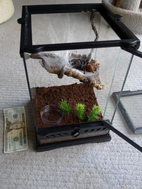 Diy Reptile Cage, Tarantula Habitat, Tarantula Enclosure, Pet Aesthetic, Pet Tarantula, Terrariums Diy, Diy Reptile, Tarantula Spider, Pet Spider