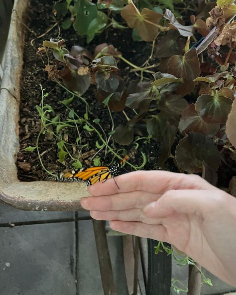 Our chrysalis has become a……. Beautiful monarch butterfly! Thank you @butterfly_adventures for this wonderful opportunity to have in our playroom! #butterflylover #butterfly #playwithapurposeaustralia #playconnectlearn #murraybridge #murraybridgeeast Monarch Butterfly, How To Become, Wonder, Thank You, On Instagram, Quick Saves, Instagram