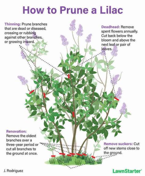 Vermont Gardening, Lilac Hedge, Prune Lilac Bush, Lilac Pruning, Lilac Plant, Lilac Bush, Growing Trees, Garden Goals, Lilac Bushes