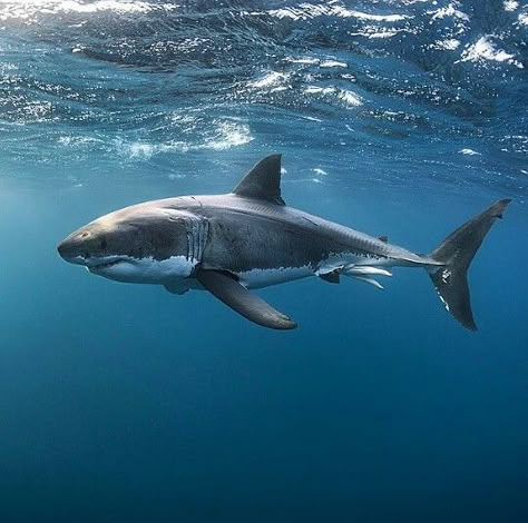 The great white shark! At Neptune Islands, South Australia Shark Photos, Shark Pictures, Small Shark, Shark Art, Shark Tattoos, The Great White, White Sharks, Shark Week, Great White Shark