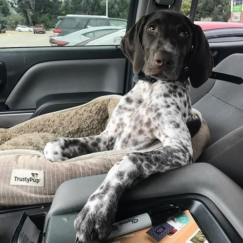 Gsp Dogs, Gsp Puppies, German Shorthaired Pointer Dog, Pointer Puppies, German Shorthair, Pointer Dog, Puppy Names, Bird Dogs, German Shorthaired Pointer