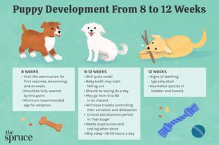 Puppy Eating Schedule, Puppy Training Schedule 8 Weeks, 8 Week Puppy Schedule, Puppy Schedule 12 Weeks, Puppy Schedule 8 Week Old, Puppy Schedule, Puppy Development, Puppies Tips, Dog Weight