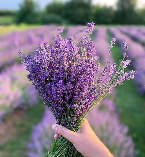 Lavender Aesthetic, Shadow Pictures, Beautiful Bouquet Of Flowers, African Violets, Beautiful Bouquet, Flower Backgrounds, Water Lilies, Lily Of The Valley, Country Life