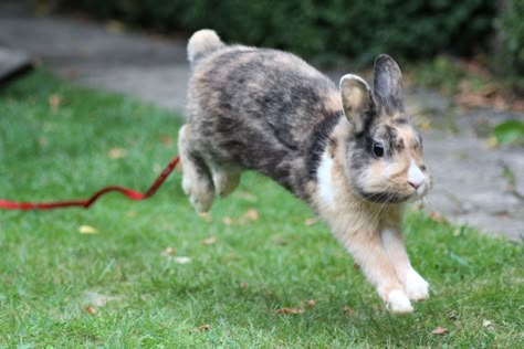 Rabbit And Wolf, Bunny Poses, Bunny Jumping, Bunny Burrow, Rabbit Anatomy, Year Of The Water Rabbit, Jumping Bunny, Farm Mural, Bunny Jump